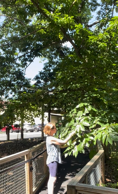 Pictures of big and small chestnut trees.