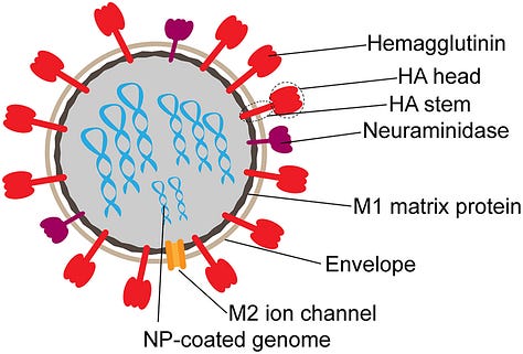 H5N1 Avian Flu: What You Need to Know - by Dr M Trozzi