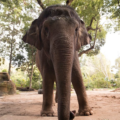 monarto safari park elephants