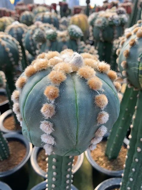 KYOTO CACTUS CLUB COLLECTION - by Cactus Store