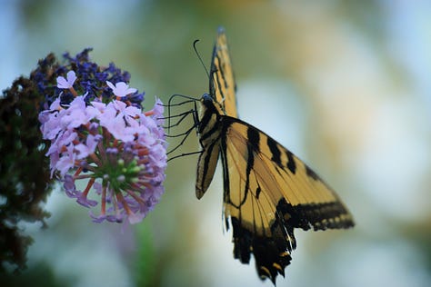 Noticing...Butterflies (and a few other things)
