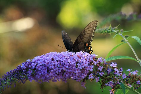 Noticing...Butterflies (and a few other things)