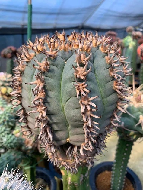 KYOTO CACTUS CLUB COLLECTION - by Cactus Store