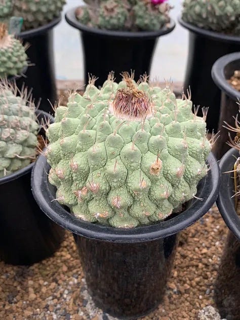 KYOTO CACTUS CLUB COLLECTION - by Cactus Store