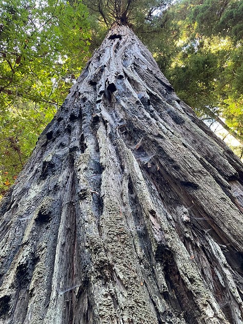 Amazon discount sac sequoia