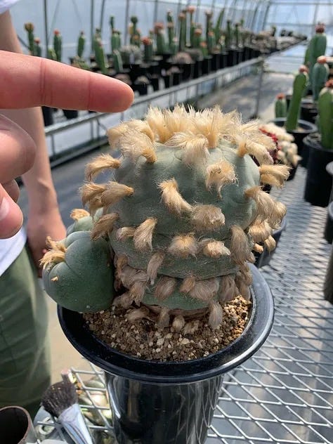 KYOTO CACTUS CLUB COLLECTION - by Cactus Store
