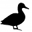Black duck Newsletter
