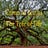 Crann na beatha-The Tree of Life