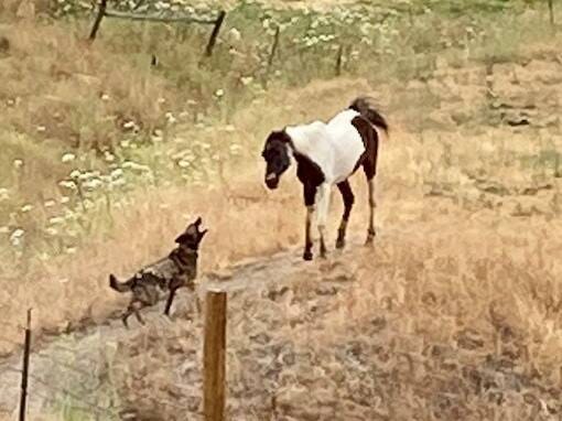 Neighbors watched a horse killed in slow motion. Now they want the owner,  and Sonoma County Animal Services, held accountable | PD Plus