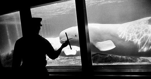 Garry Winogrand: The Animals | Fraenkel Gallery