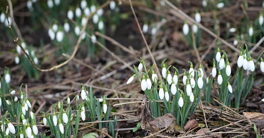 PETAL, SEPAL OR TEPAL?