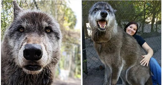 Best large wolf dog hybrid Top Sellers