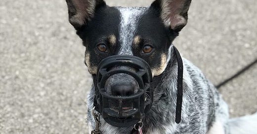 Should you muzzle a puppy on sale
