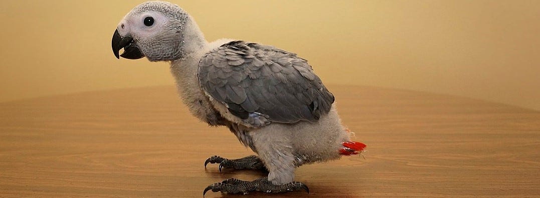 The grey parrot Petra as a baby