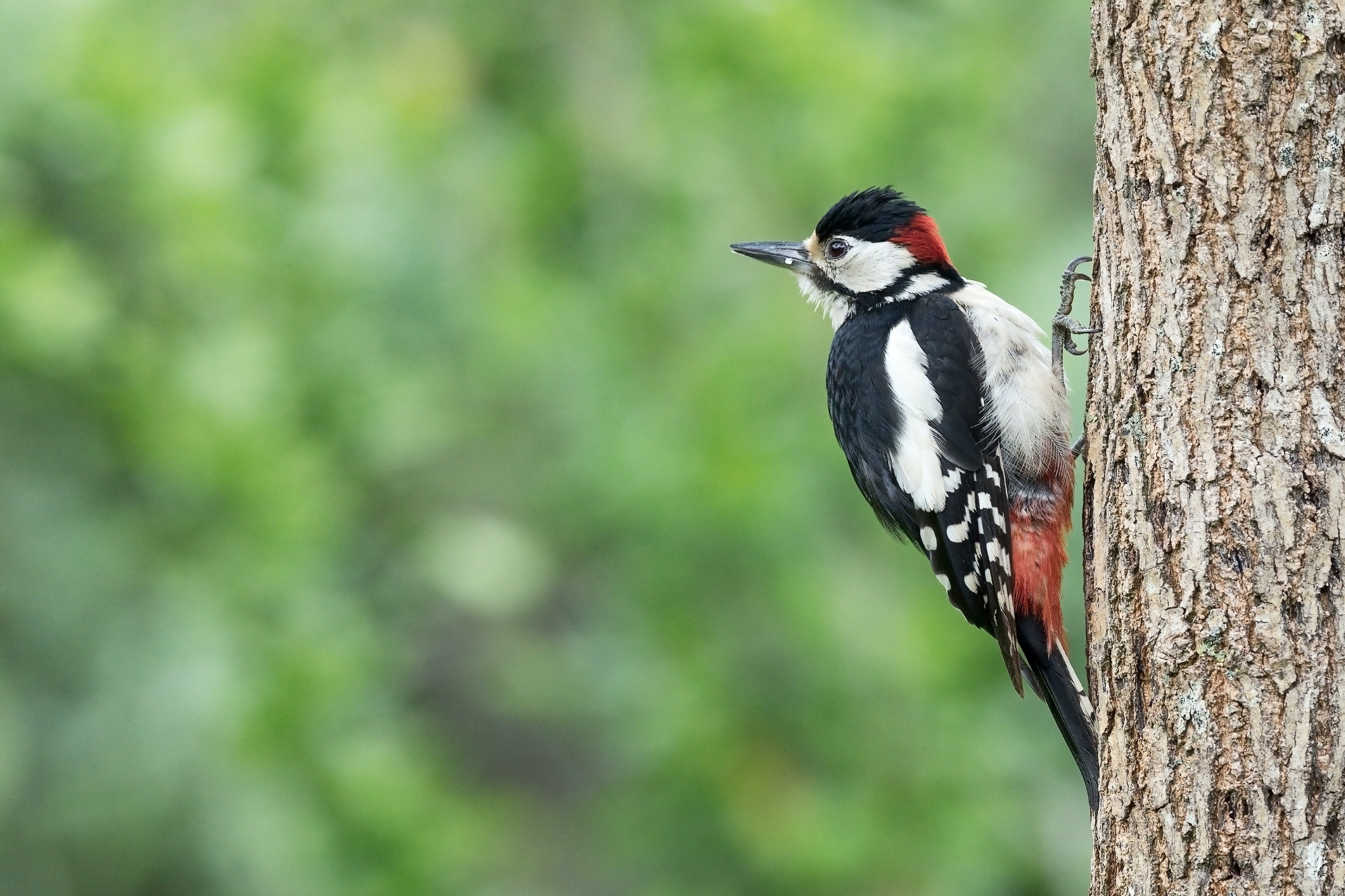 Great spotted woodpecker on a tree trunk. Photo by Hans Veth on Unsplash