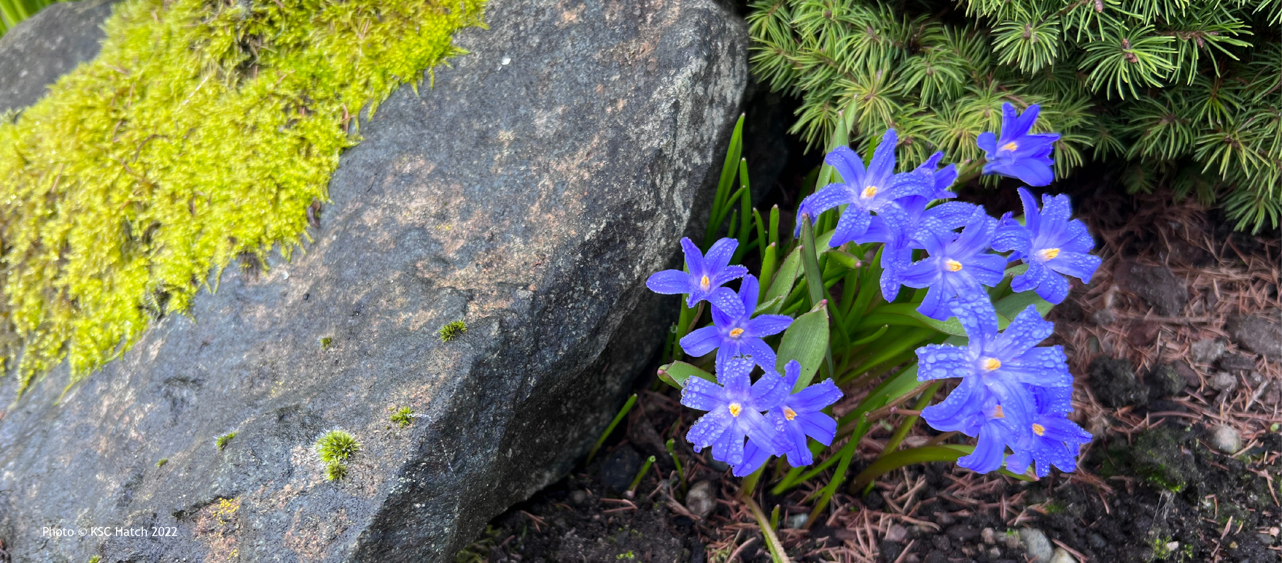 Photo of some bright blue flowers growing next to a moss covered rock. The florwers are covered in little dew drops and the ground beneath them is scattered with brown pine needles. 