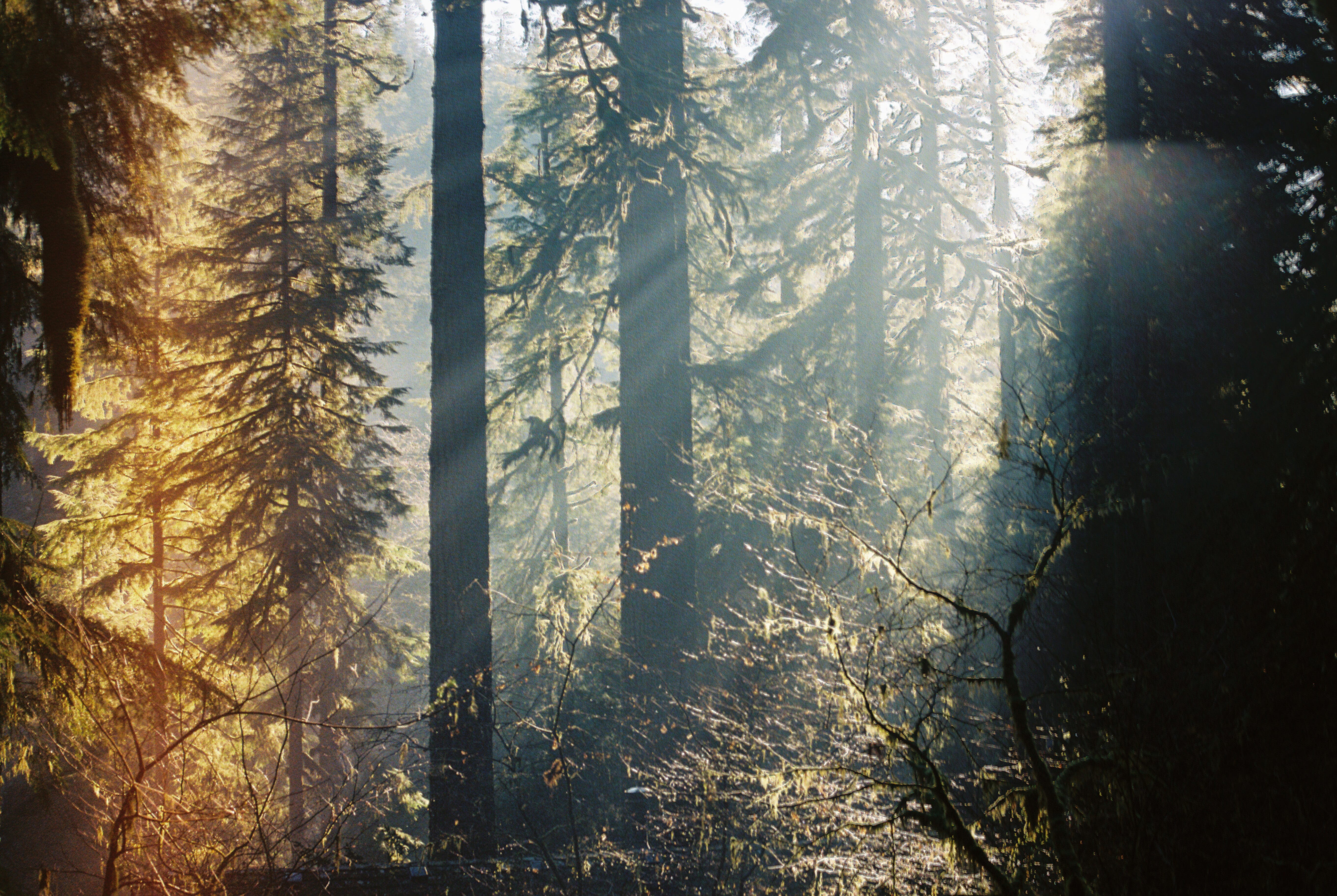 Sunlight filters through the trees of a foggy pine forest