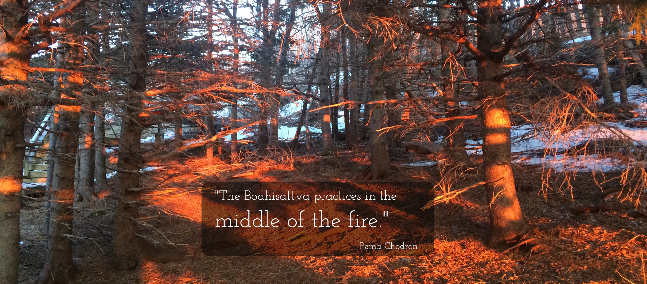 Image of a thick forest of pine trees with mostly barren branches, lit up with the intense orange-red light of the setting sun. A quote from Pema Chödroön, in the middle of the image in white text, reads: “The Bodhisattva practices in the middle of the fire.”