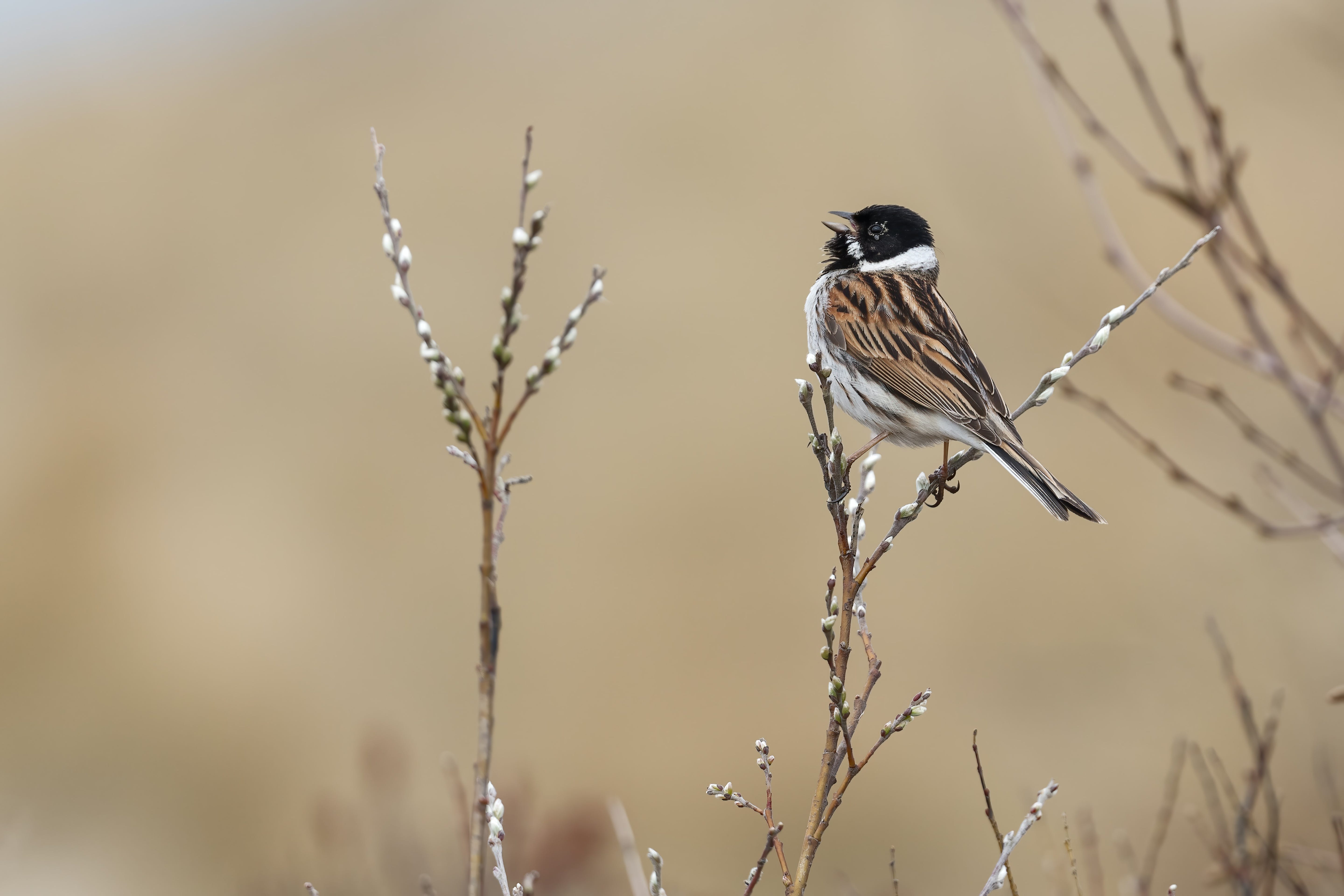 Reed bunting in song - photo by Photo by Hans Veth on Unsplash
