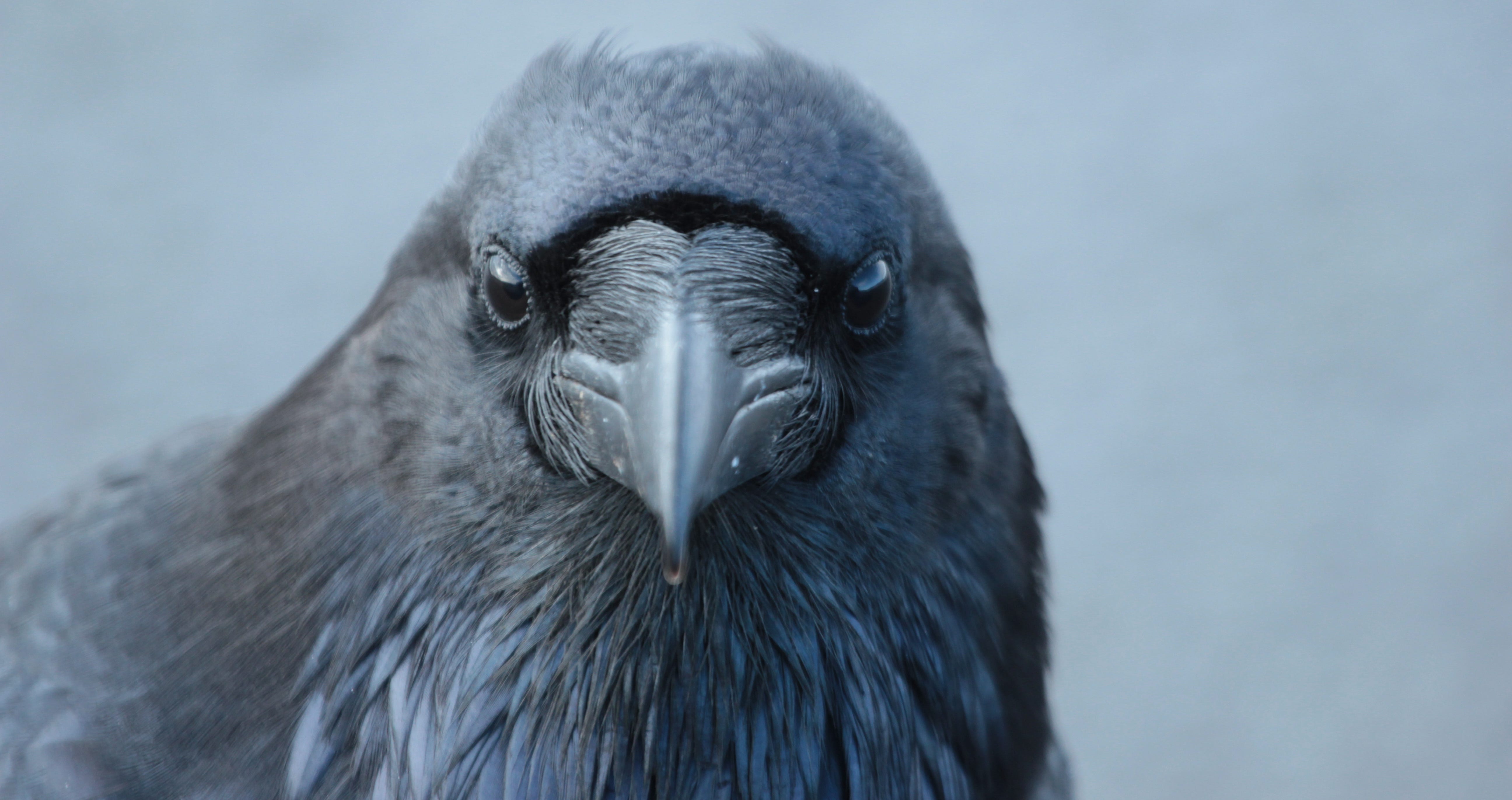 photo of raven face
