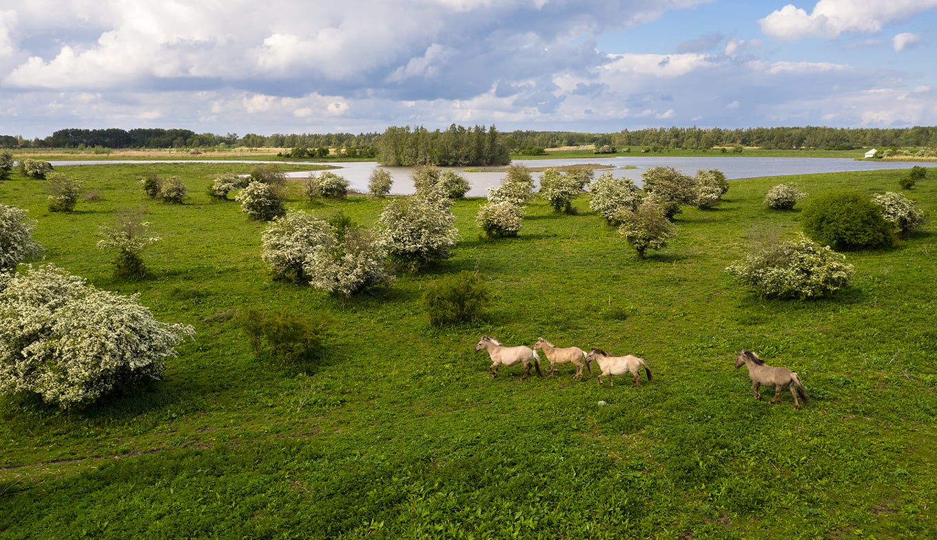 Oostvaardersplassen - Holland.com