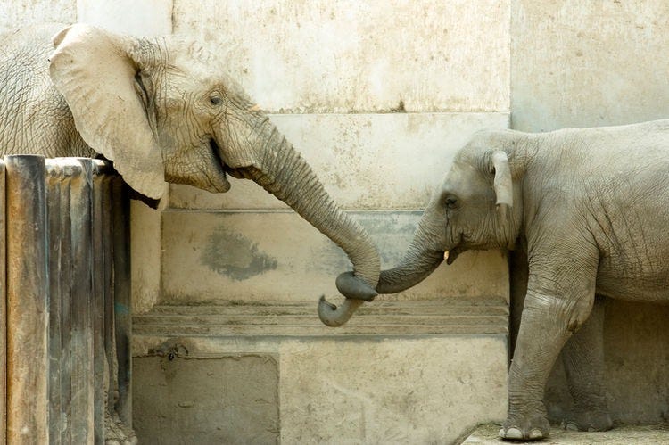Two elephants facing each other, meeting over a fence& joining trunks.