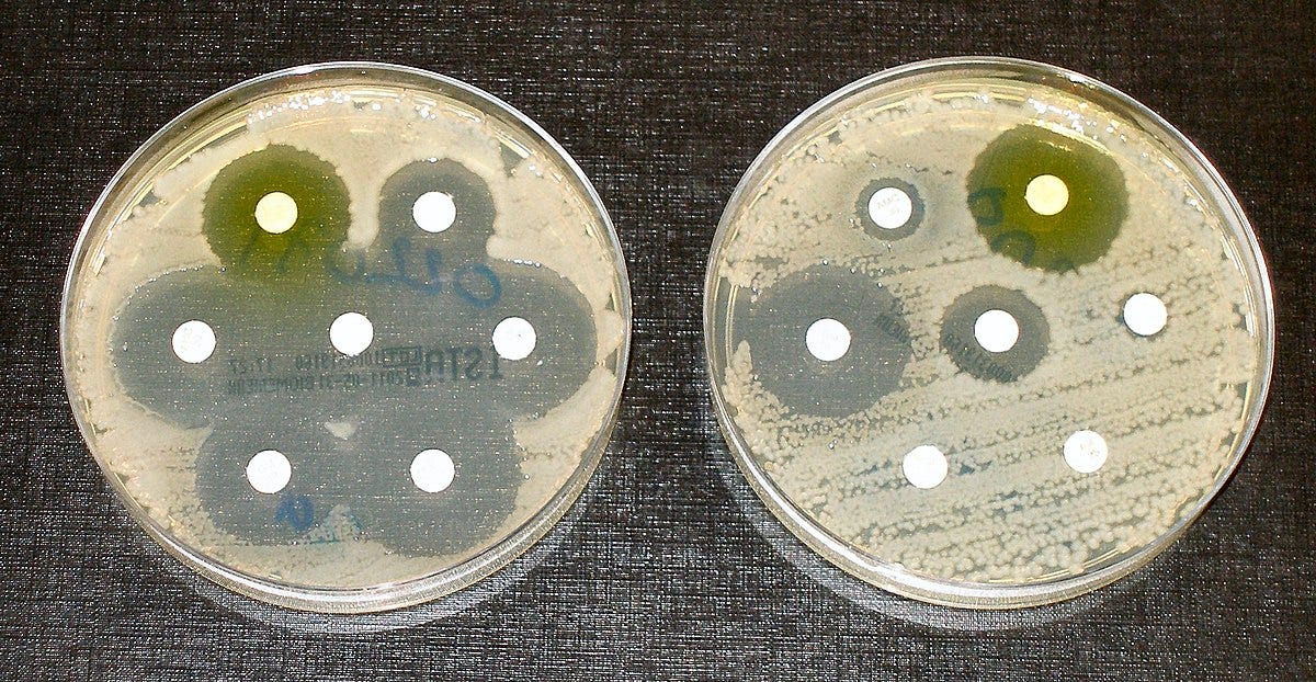 Antimicrobial resistance - Wikipedia