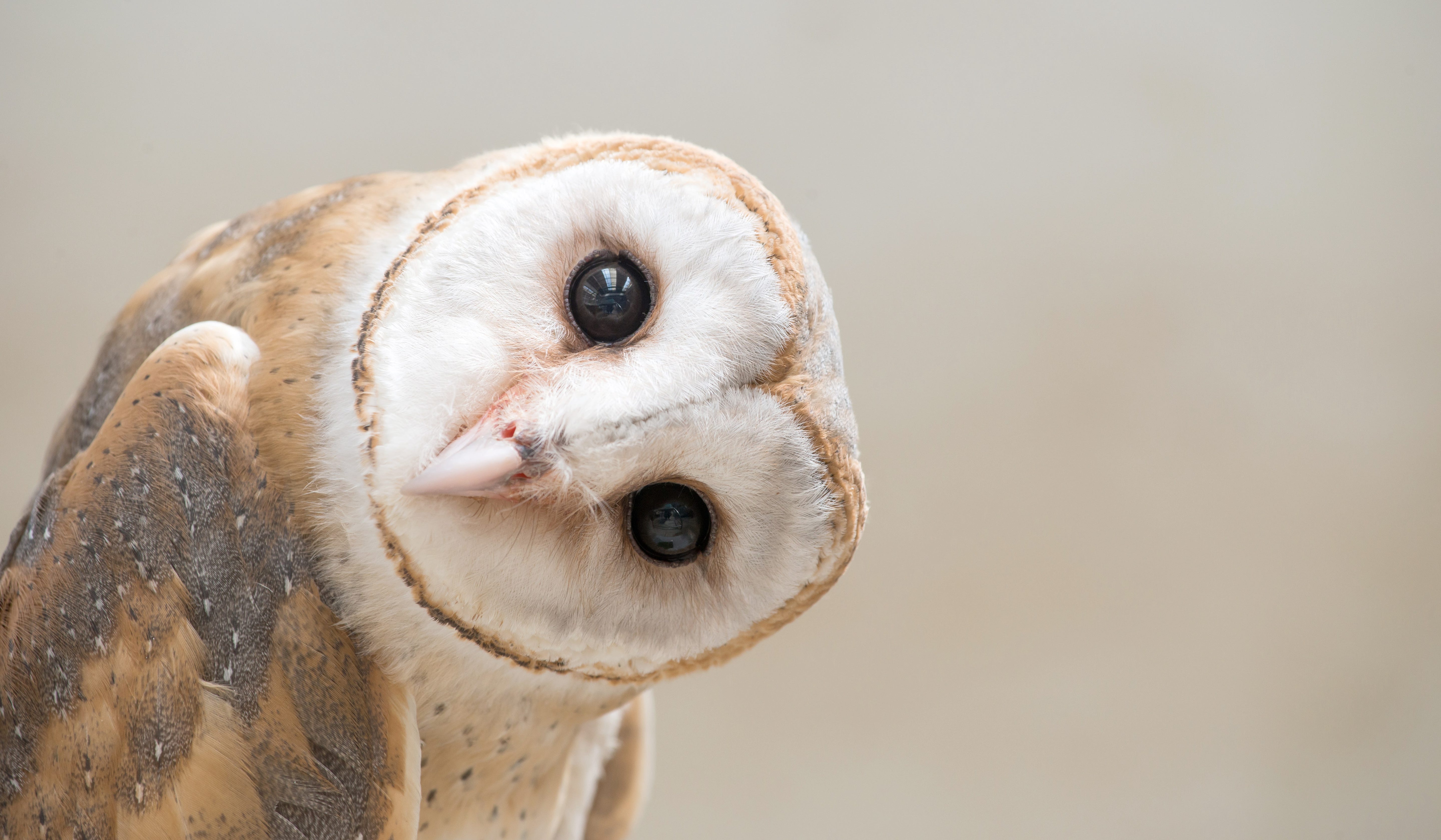 Barn owl, head sideways, looking at you