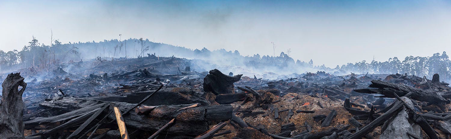 A panoramic view of the blackened and smoking remains of a forest following a devastating bushfire in Australia