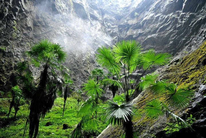 Chinese Windmill Palms reach for sunlight deep in the bottom of the sinkhole, with rock walls stretching to the sky behind them.