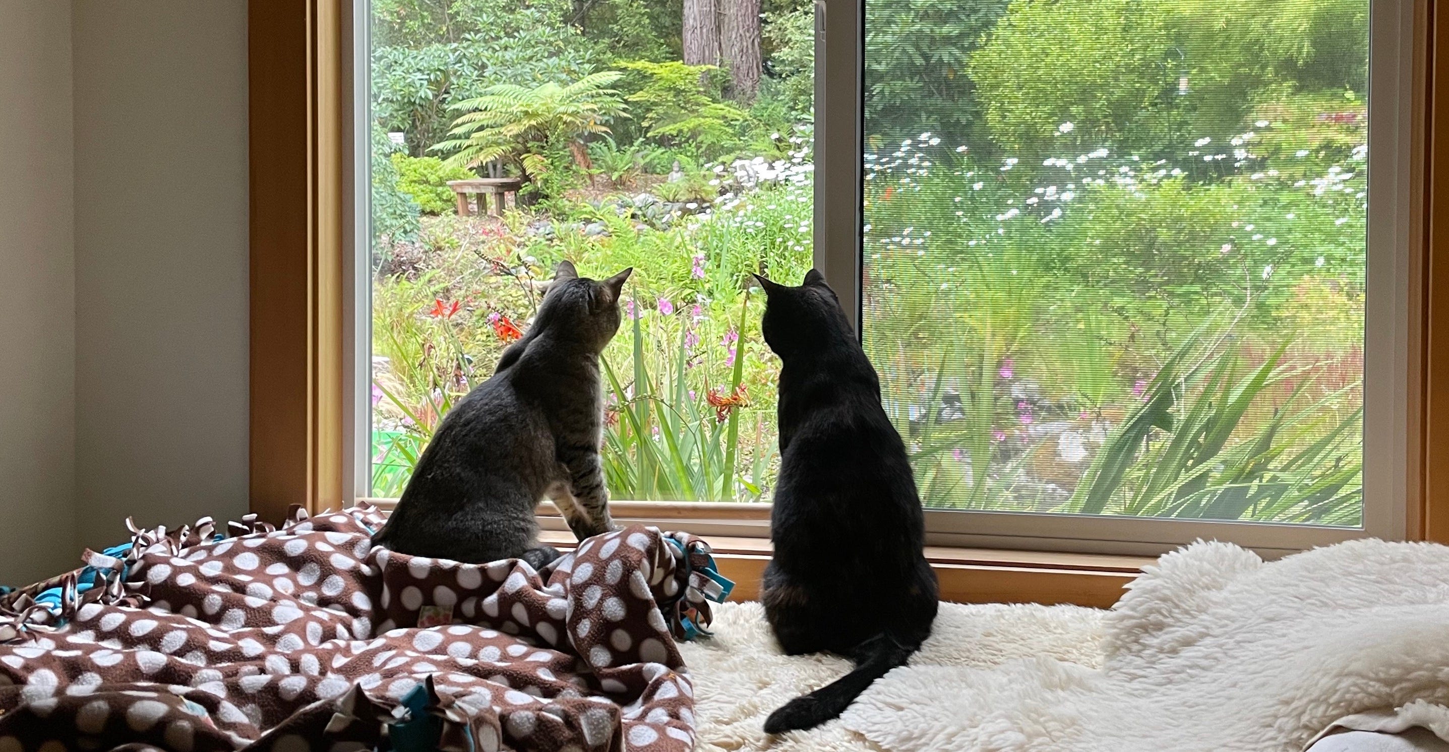 Tabby and torti cats looking out window