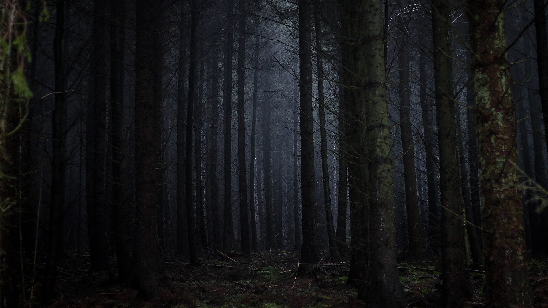 An eerie dark forest.