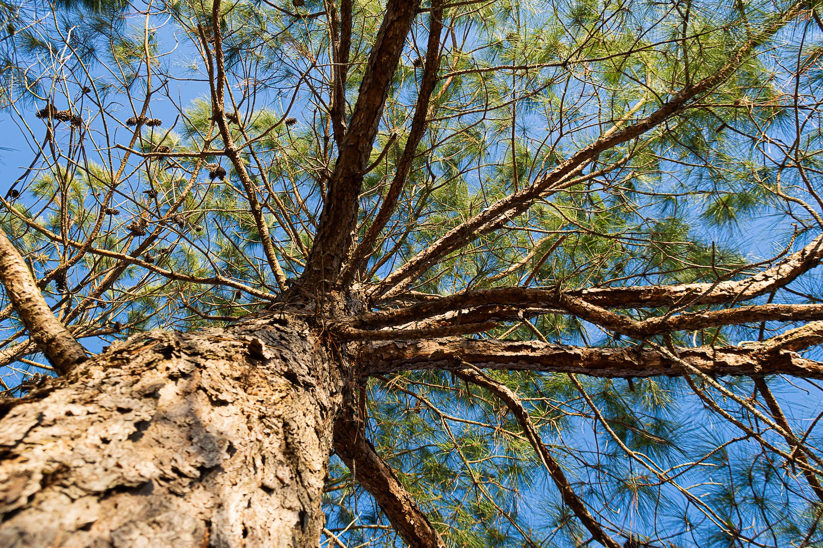looking up at the blue sky through the branches of a pine tree with green needles and pine cones