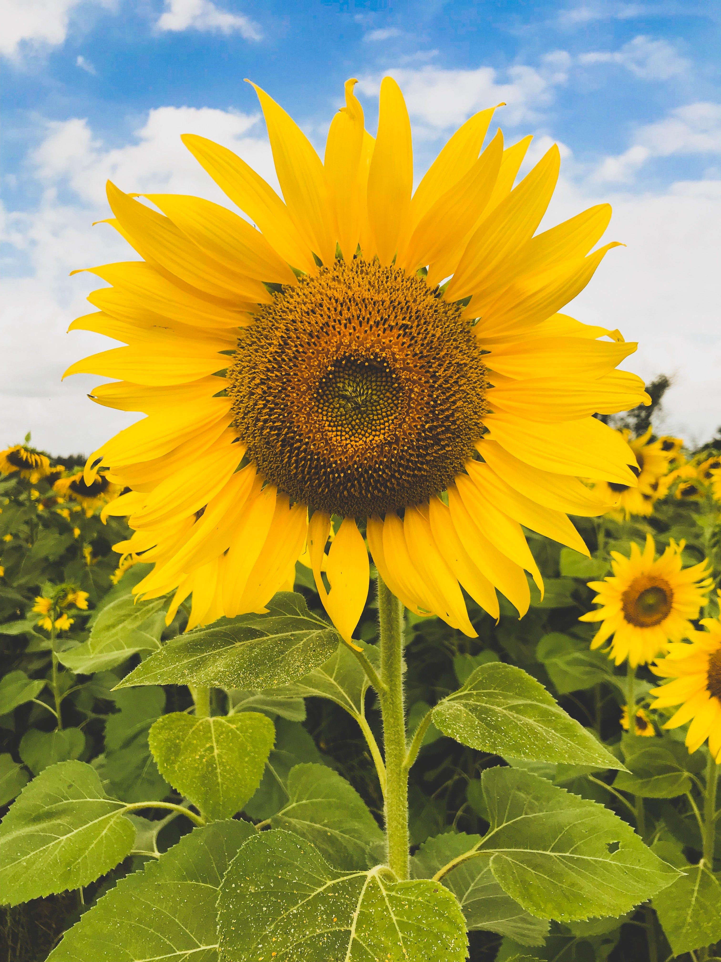 single sunflower with a lightly cloudy sky in background