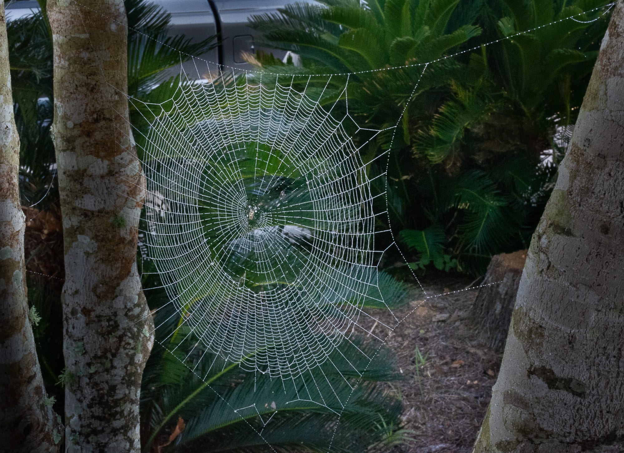 a full spider web strung between two tree branches with a small spider sitting in the middle and sego palms in the background