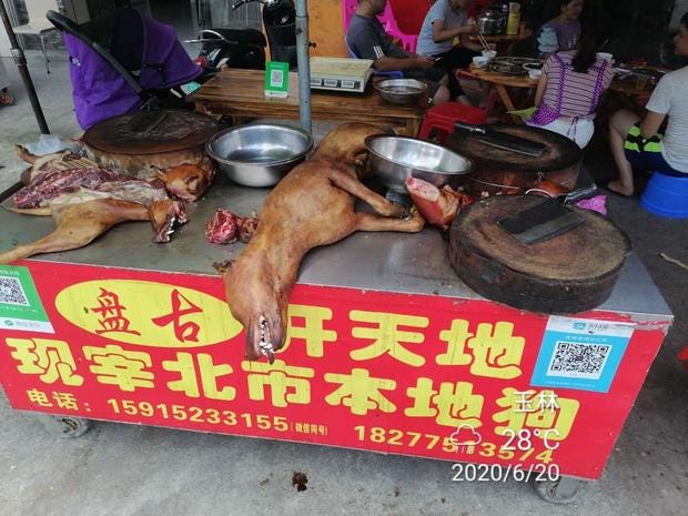 dog-meat-china-yulin