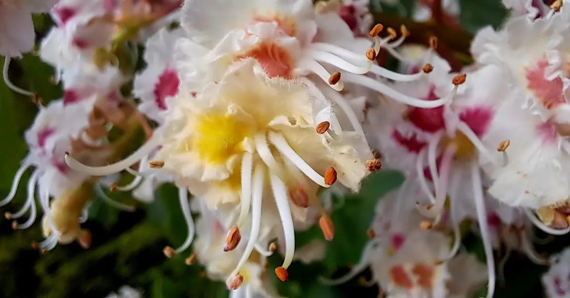 A super close-up photo of a horse chestnut (conker) flower; they have pink or yellow or coral coloured centres, the petals are white and frilly, they have long white stamens culminating in globular golden brown tips, they are really beautiful and heavily scented.