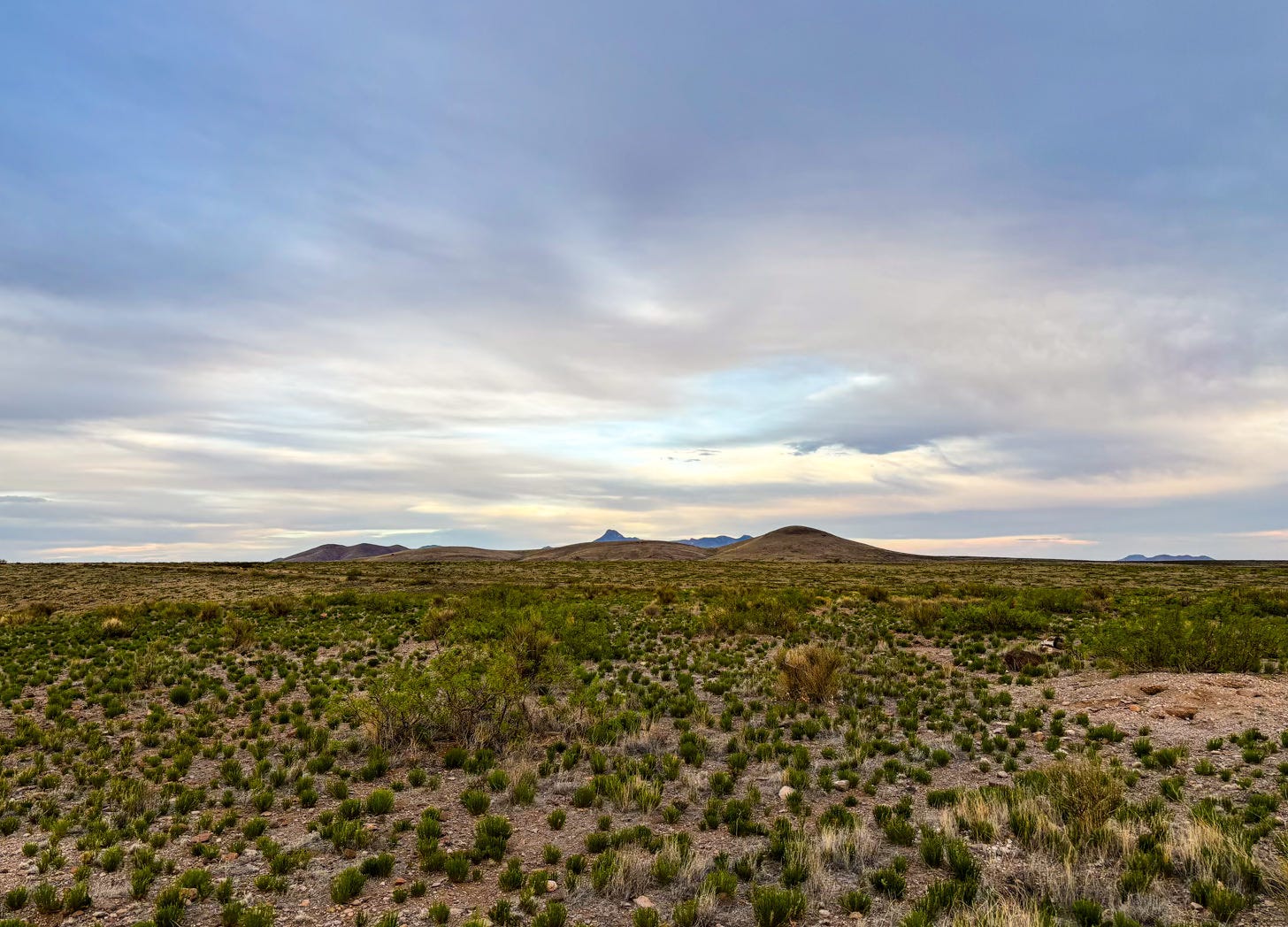 desert landscape with low bushes and brown mountains in distance