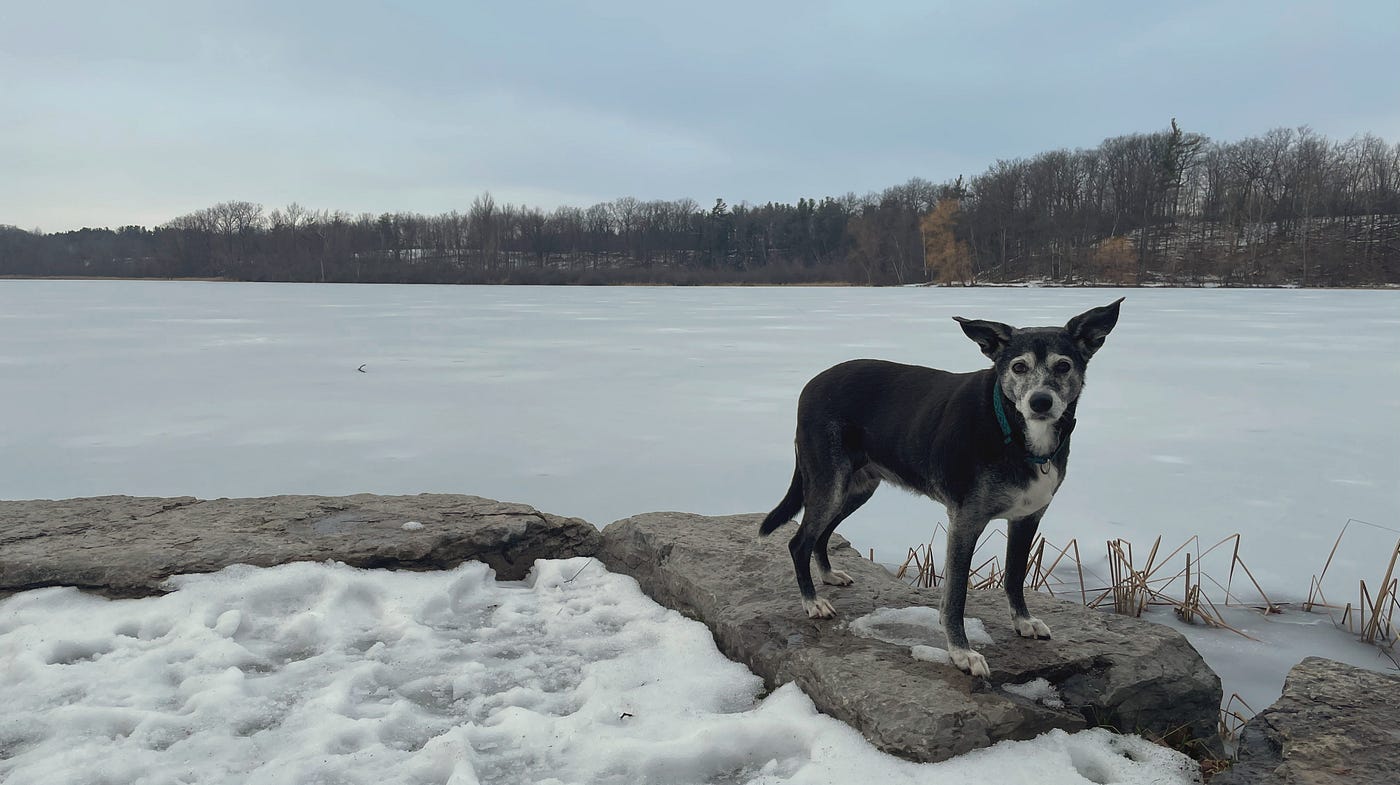 A photo of Chela at the lake, staring into your soul as she enjoys doing