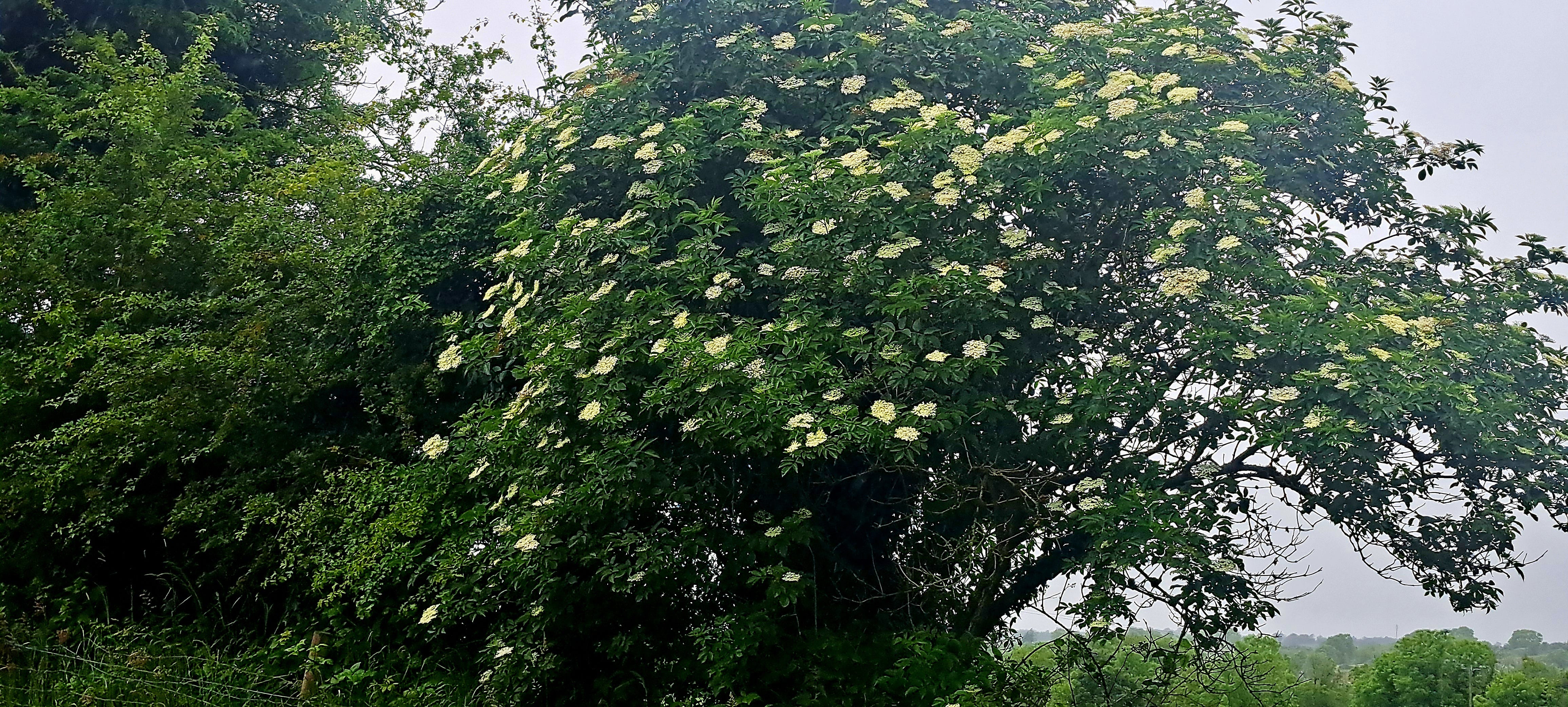 Image is dominated by a large tree, full of clusters of creamy-white blossom.