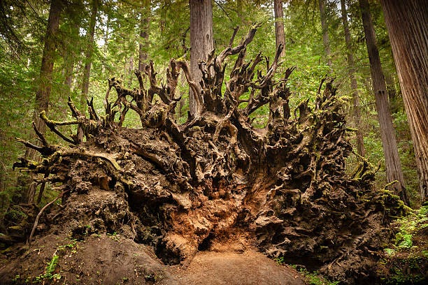 330+ Fallen Redwood Tree Stock Photos, Pictures & Royalty-Free Images -  iStock