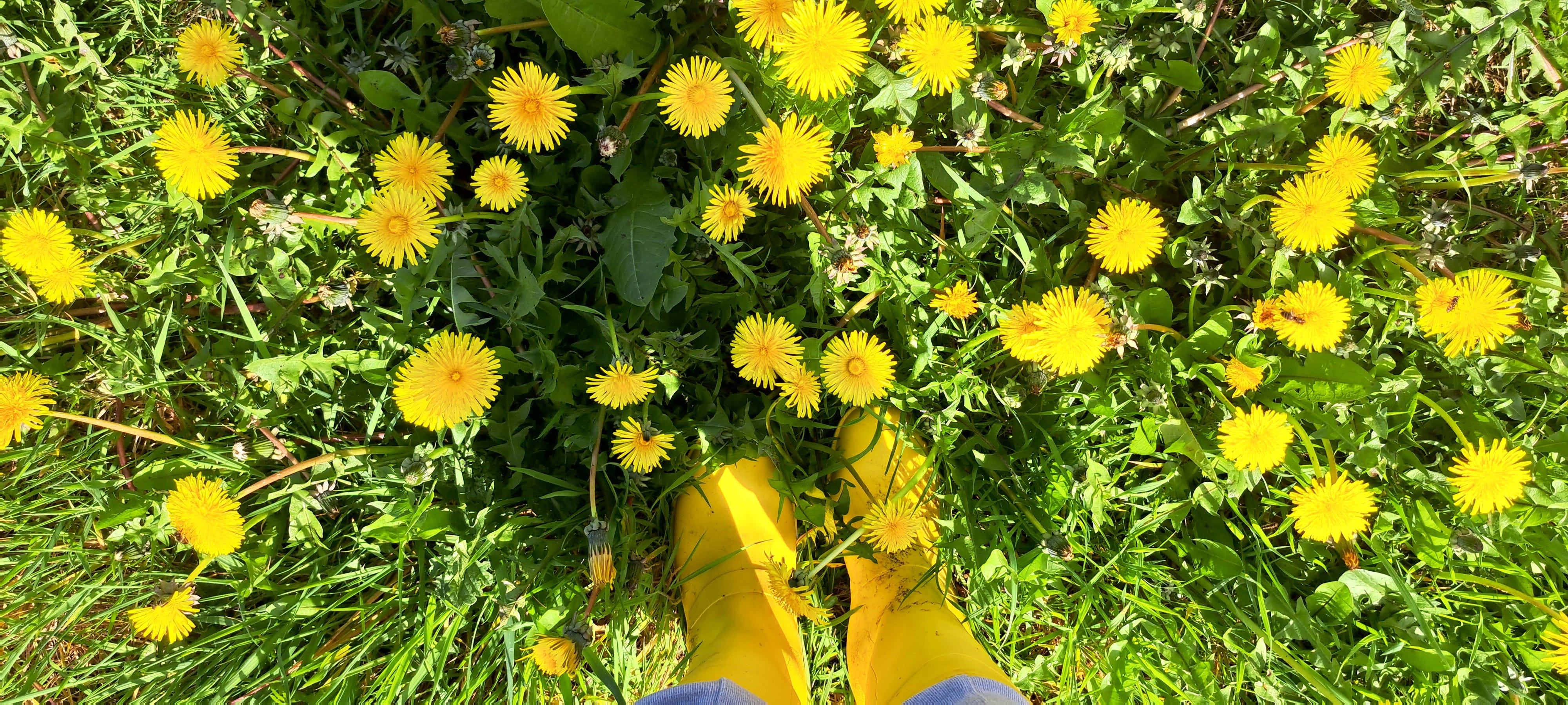 Standing in a patch of bright yellow dandelions wearing yellow wellies