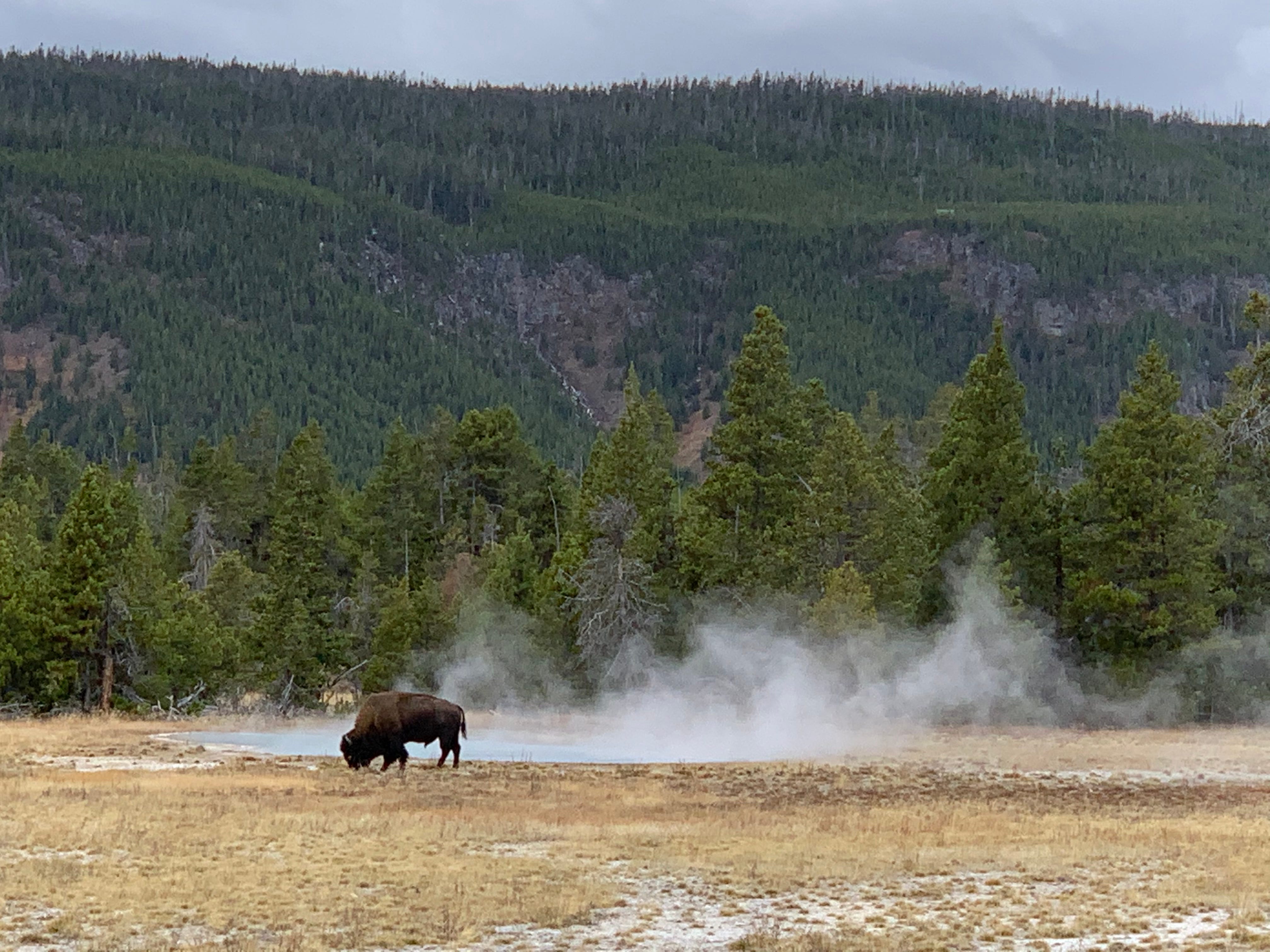 A bison wanders next to a steaming hot spring in Yellowstone National Park, Wyoming.