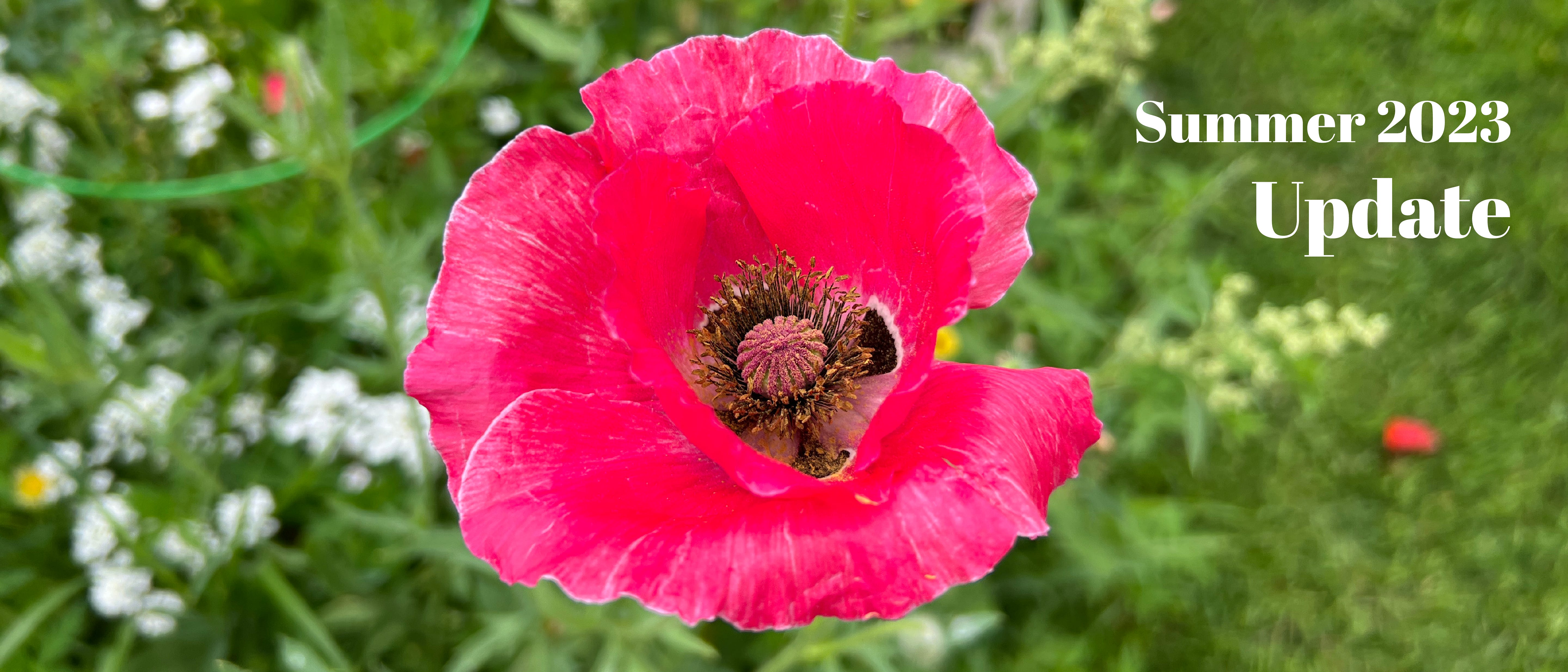 Close up photo of a vibrant magenta poppy against a blurry lush green garden. Text in the left hand upper corner reads: Summer 2023 update