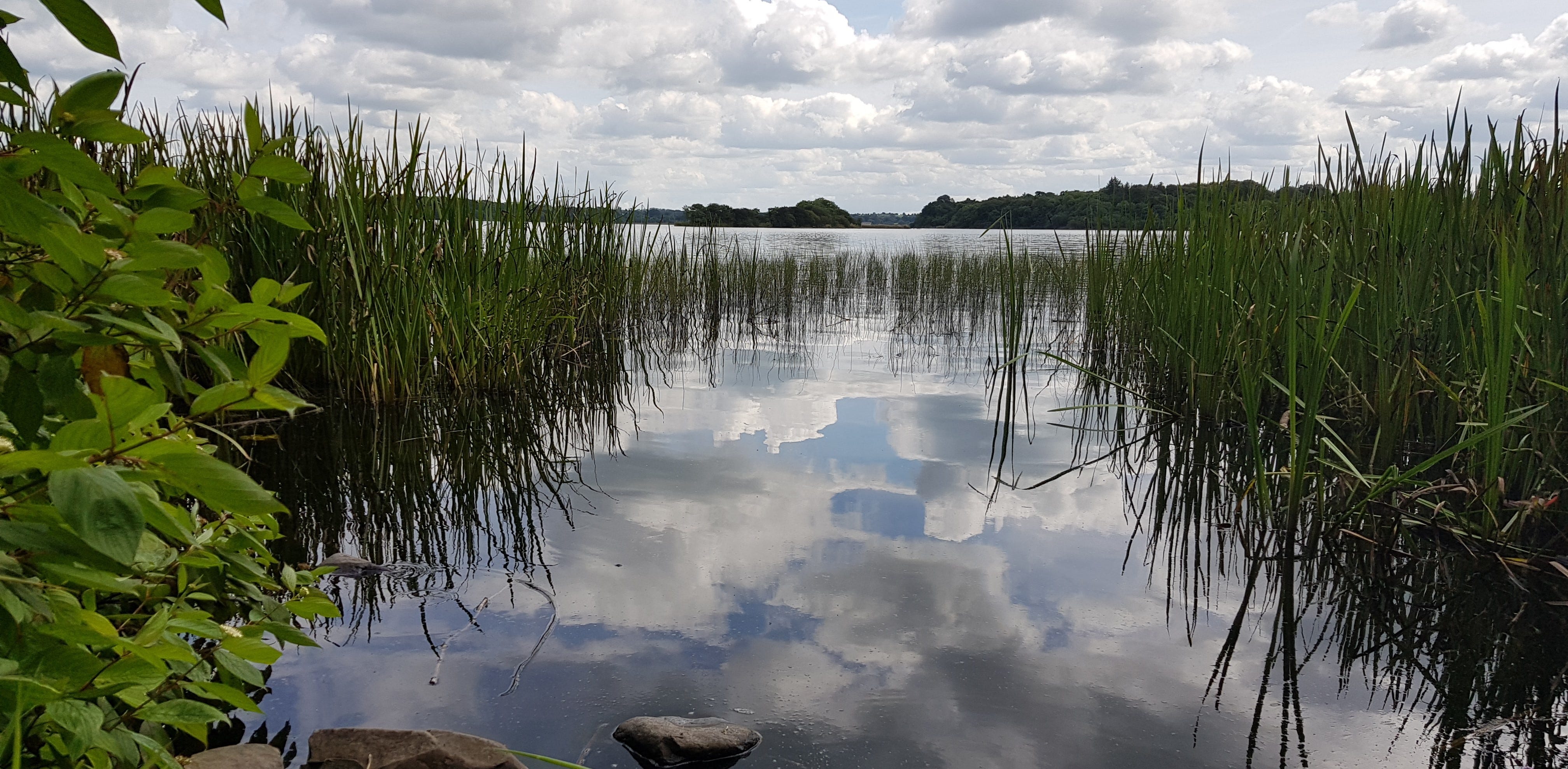 A calm still lough Ramor reflecting back a clouded sky, lake edged by tall green reeds and wooded shores visible in the distance.