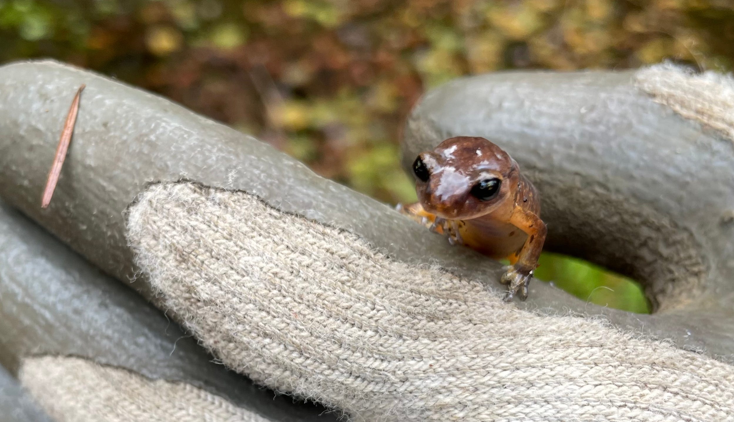 photo of salamander face in gloved hand