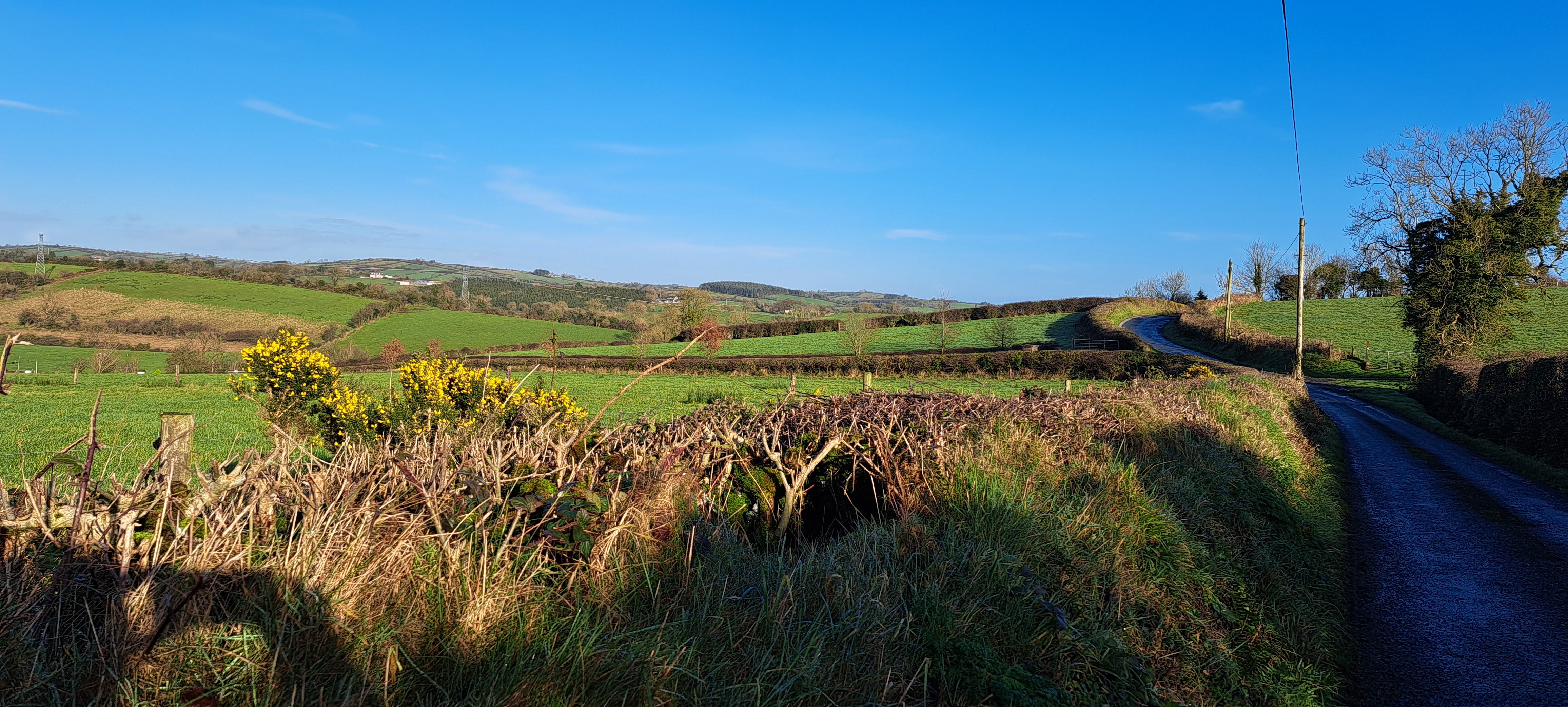 Landscape of low rolling hills, vibrant green, and clear blue ski, with a narrow winding country lane to the right, and field boundaries marked by criss-crossing hedges. In the foreground is a lone gorse bush which has burst into golden bloom.