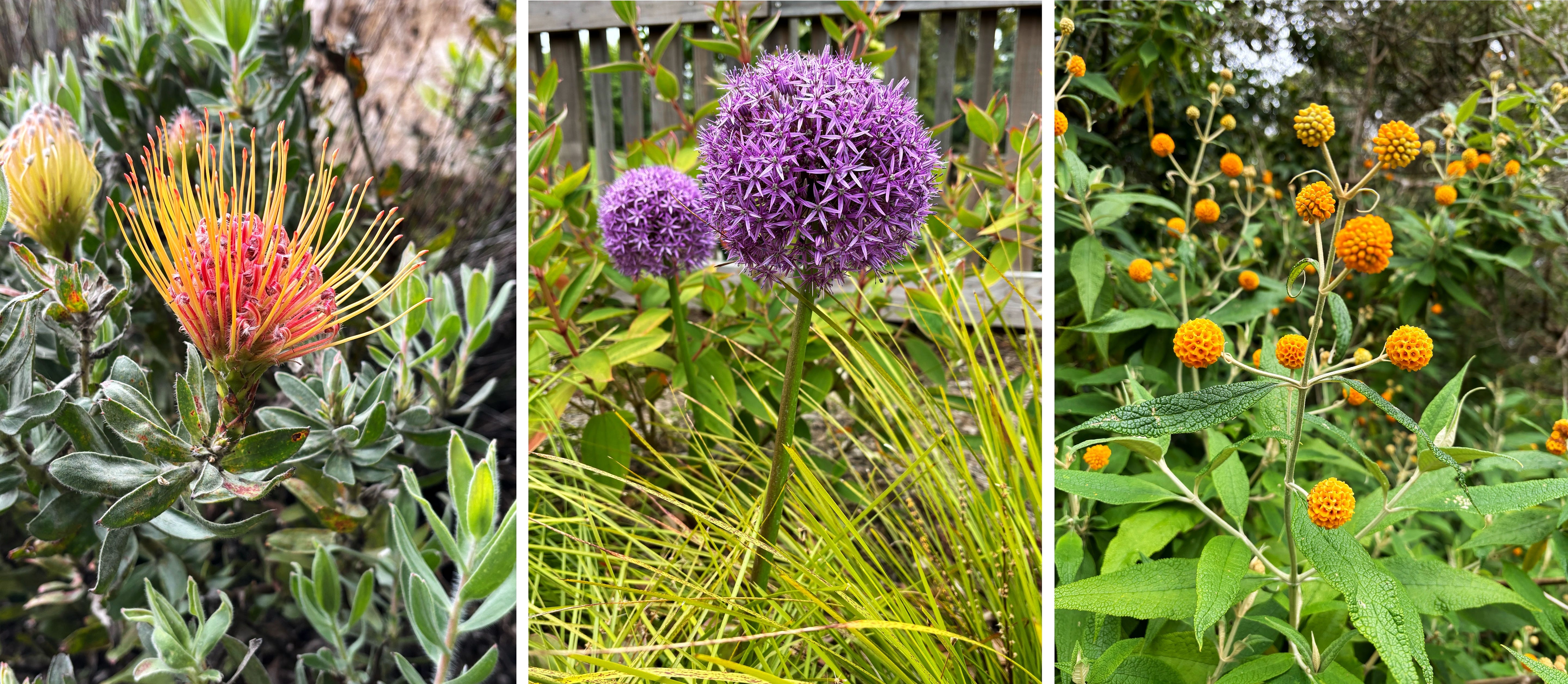 Three flowers at the botanical gardens