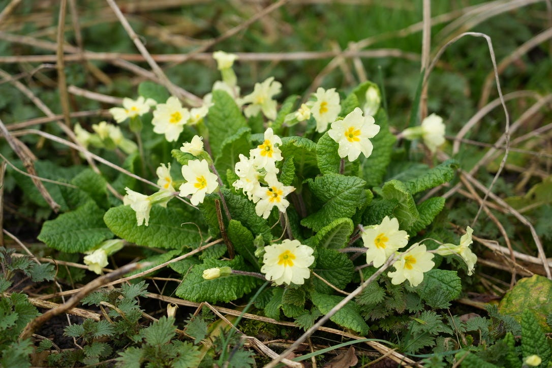 Wild Primrose, Primula vulgaris, growing in our garden in winter