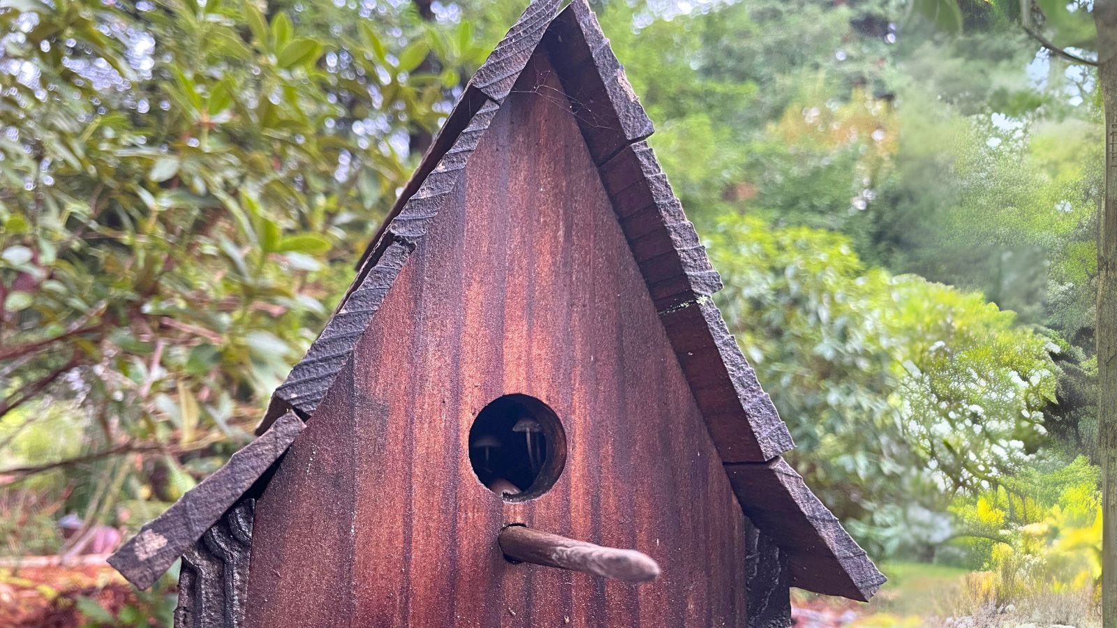 Birdhouse with tiny mushrooms inside